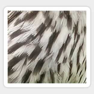 Feathers of a female Red Winged Blackbird Sticker